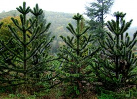 9 araucaria araucana_ molodye derevya